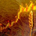 wheat