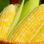 Live Corn Futures Chart and Price Analysis
