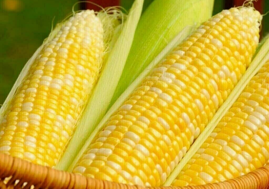 Live Corn Futures Chart and Price Analysis